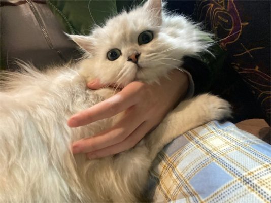知道是捡的猫之后每一个人都很震惊-微看VCAN