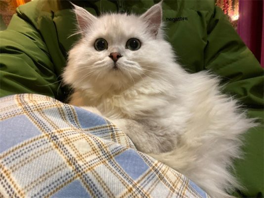 知道是捡的猫之后每一个人都很震惊-微看VCAN