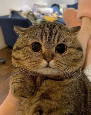 分享(>^ω^-微看VCAN