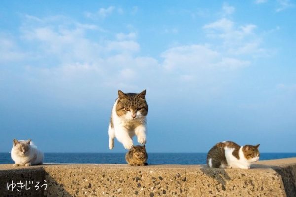 跳跃的猫咪们~-微看VCAN