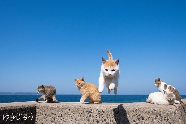 跳跃的猫咪们~-微看VCAN
