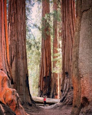 加利福尼亚州红杉国家公园-微看VCAN
