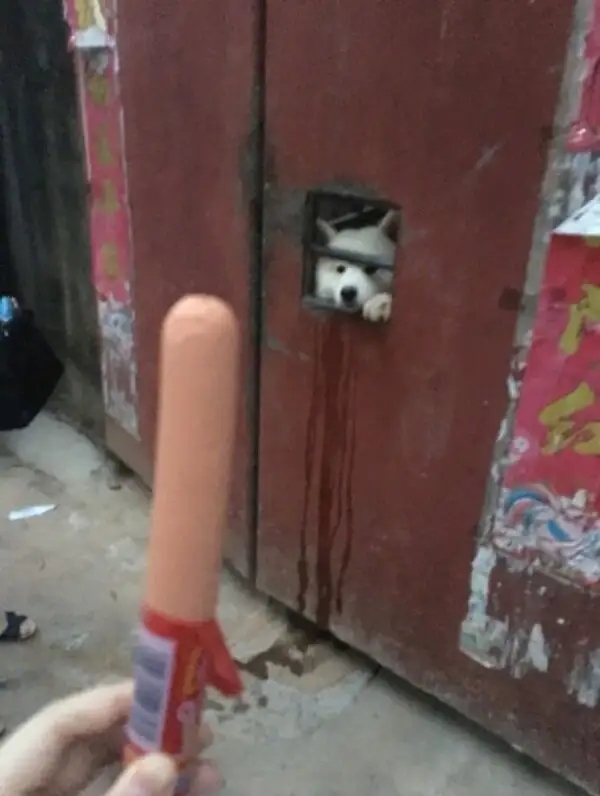 谁才是真的狗-无聊图社区-休闲娱乐-微看VCAN