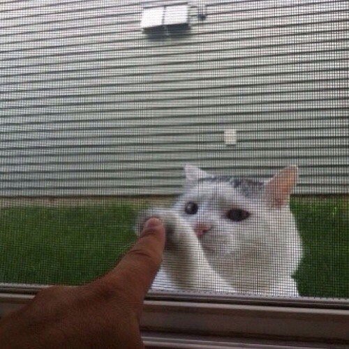 I SEE YOU-萌宠社区-休闲娱乐-微看VCAN