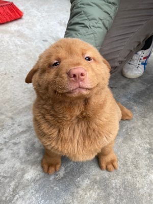五红犬-微看VCAN