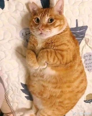 猫：你要干什么-微看VCAN