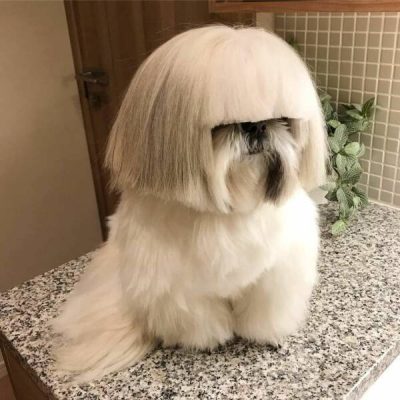 歌手Sia-微看VCAN