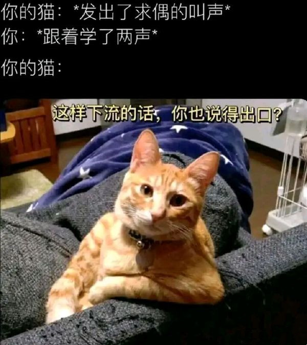 学猫叫-无聊图社区-休闲娱乐-微看VCAN