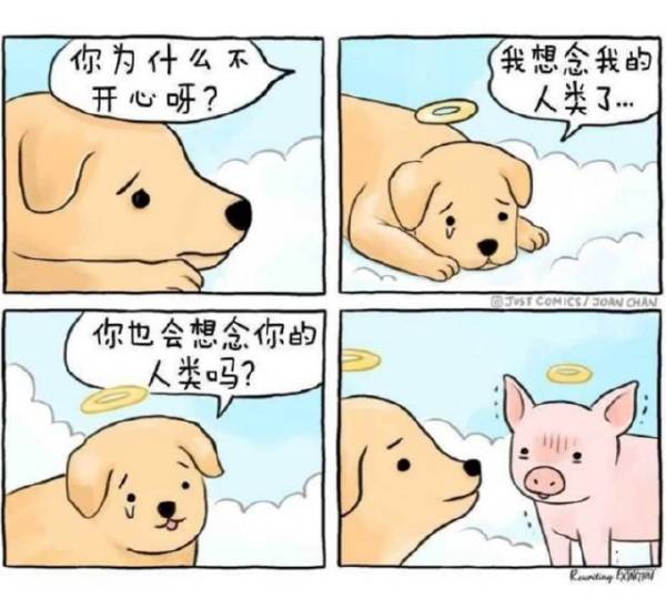 狗狗&猪猪-无聊图社区-休闲娱乐-微看VCAN