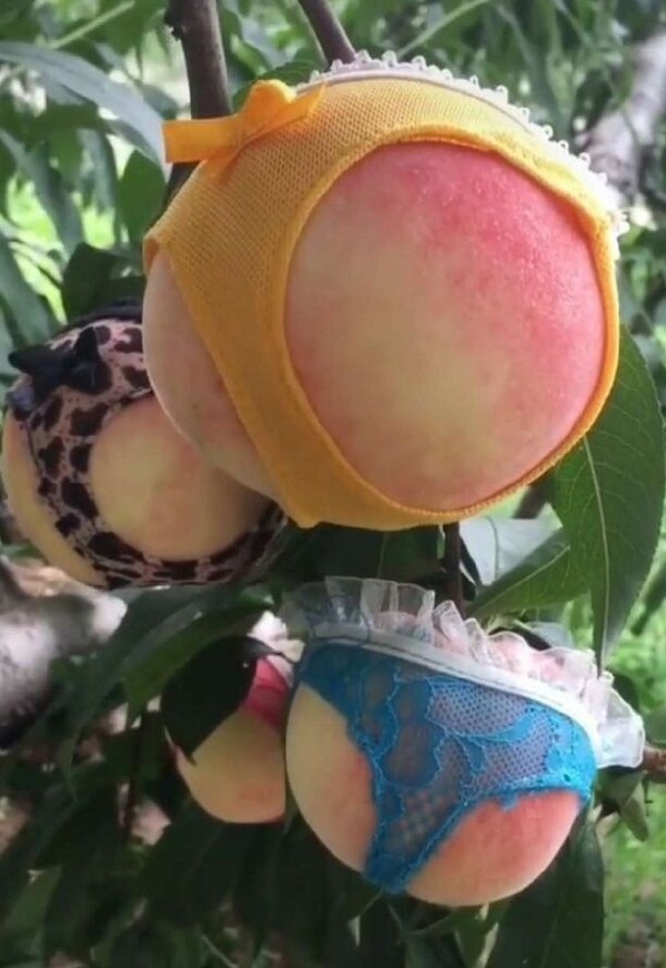 蜜桃-无聊图社区-休闲娱乐-微看VCAN