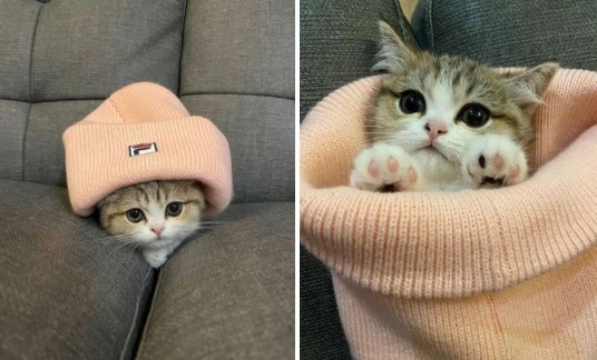 猫猫和帽帽-萌宠社区-休闲娱乐-微看VCAN