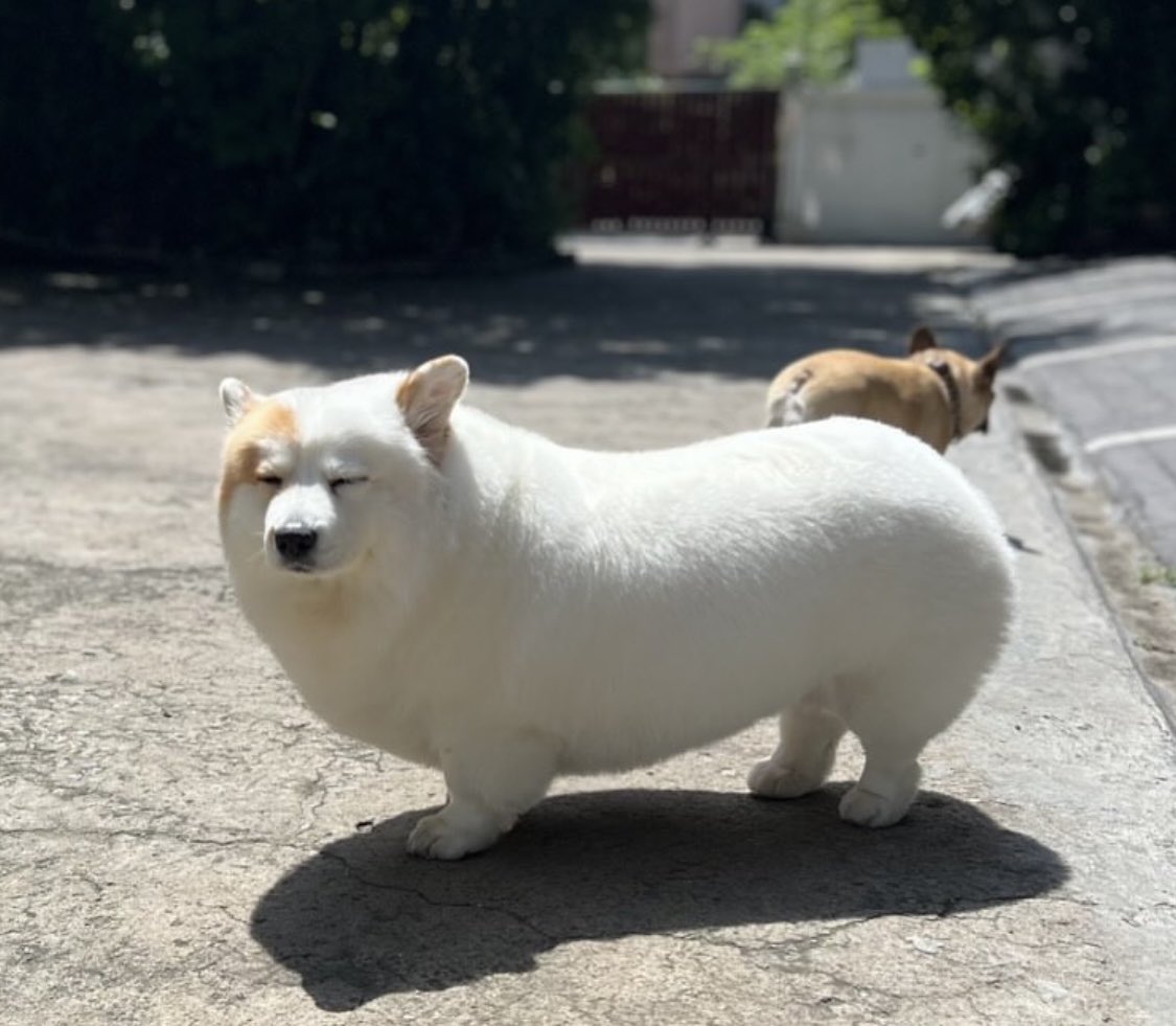 柴犬与柯基混种米克斯-萌宠社区-休闲娱乐-微看VCAN