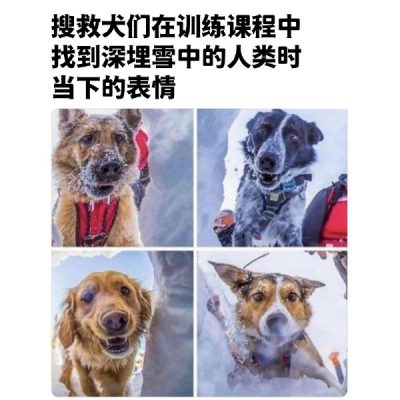 搜救犬-微看VCAN
