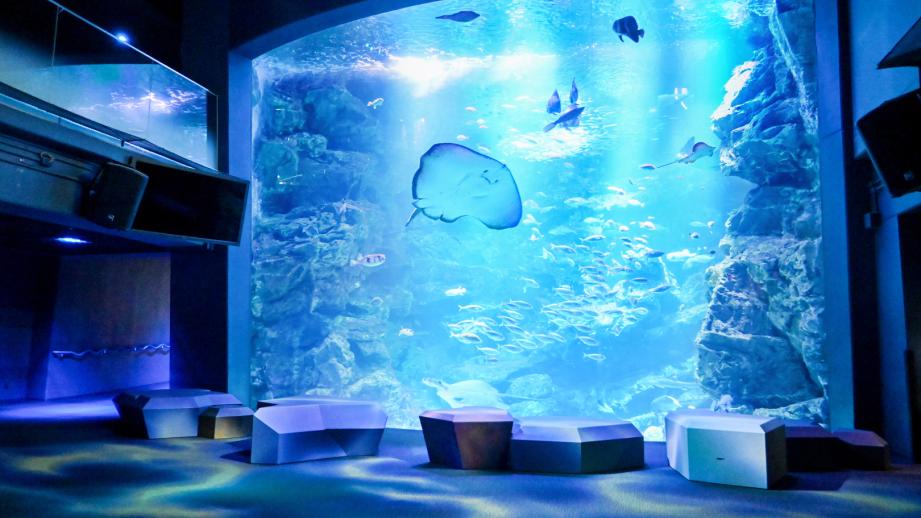 可爱爆击！京都水族馆点心《海豹黑芝麻大福》萌到舍不得吃下肚怎么办啦！-微看VCAN